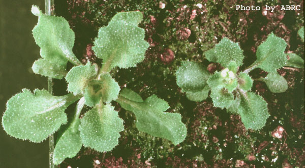 High resolution image of this Arabidopsis plant