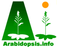 Arabiopsis logo